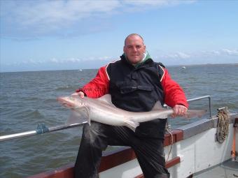 17 lb Smooth-hound (Common) by ALAN BRAHIN