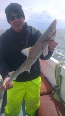 4 lb Smooth-hound (Common) by John