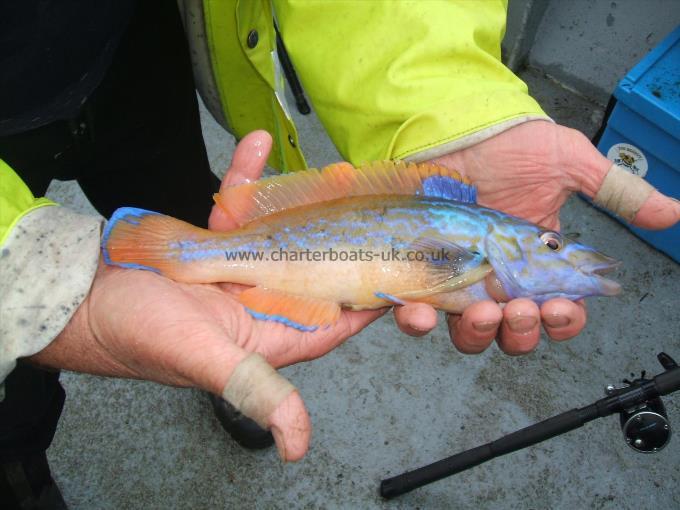 15 oz Cuckoo Wrasse by Andy