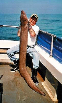 80 lb Conger Eel by Bob