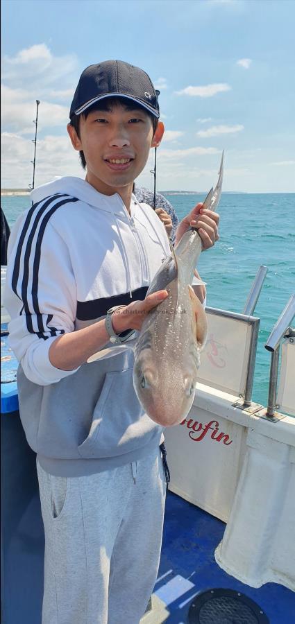 4 lb Starry Smooth-hound by Unknown