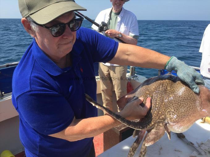 8 lb Spotted Ray by Unknown