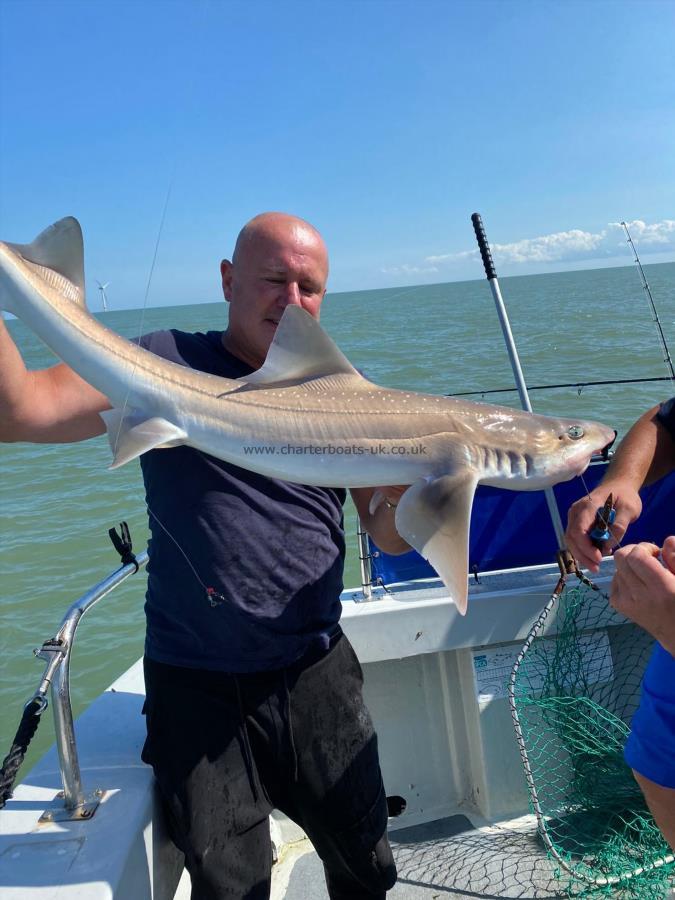 16 lb 9 oz Smooth-hound by Unknown
