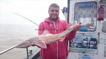 7 lb 6 oz Starry Smooth-hound by Brian from london