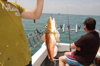 2 lb 8 oz Red Gurnard by George