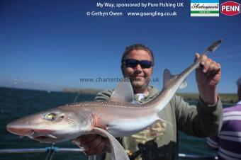 4 lb Starry Smooth-hound by Kris