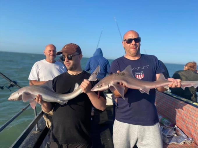 6 lb Starry Smooth-hound by Unknown