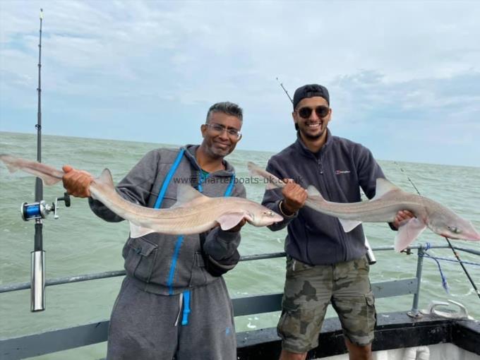 11 lb Smooth-hound by Unknown