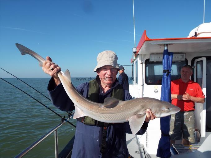 2 oz Smooth-hound by Unknown