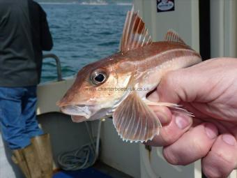 8 oz Red Gurnard by Unknown