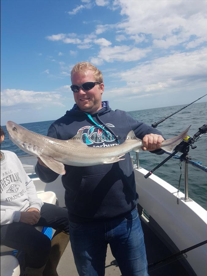 8 lb Starry Smooth-hound by Paul