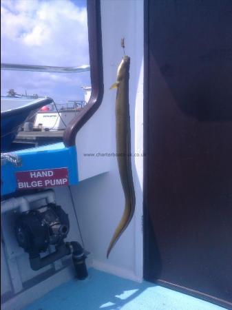 1 lb 9 oz European Eel by Skipper