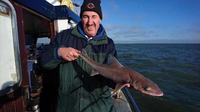 6 lb 2 oz Smooth-hound (Common) by John from London