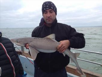 14 lb Starry Smooth-hound by Boris the blade