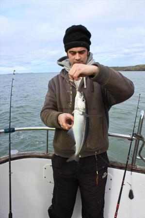 3 lb Coalfish (Coley/Saithe) by Ricky