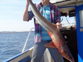 35 lb 8 oz Tope by one of six caught by dave off point lynas close in