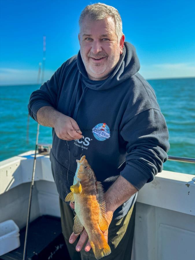 1 lb Ballan Wrasse by Darren Webster