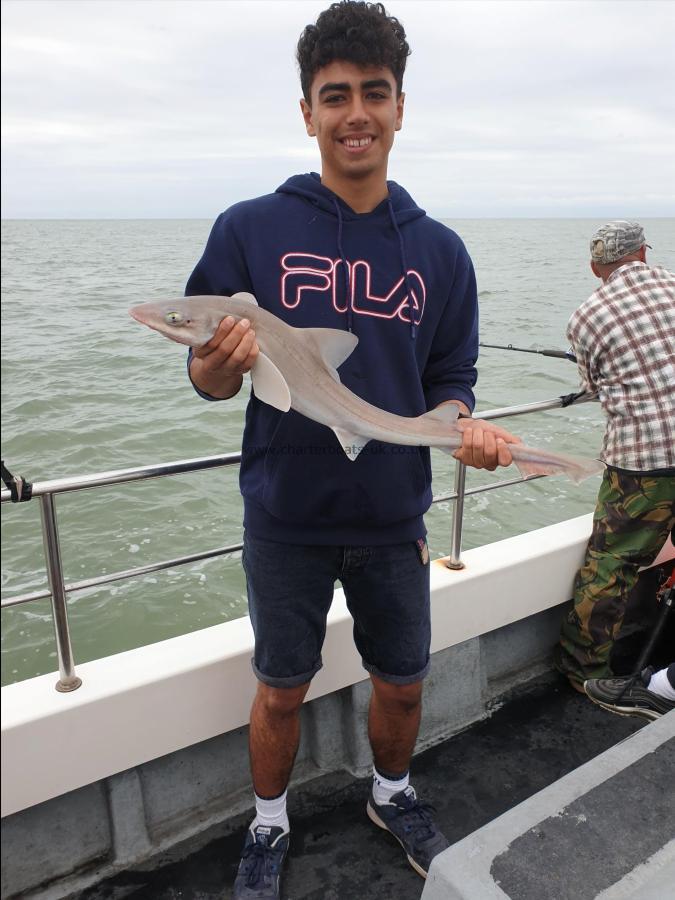 7 lb 8 oz Smooth-hound (Common) by Bob Marshall