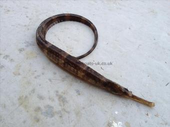 3 oz Greater Pipe Fish by The Soppy Skipper