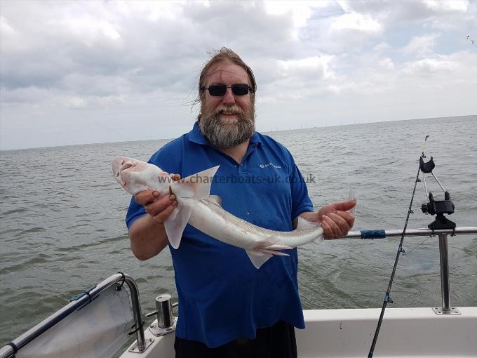 5 lb 5 oz Starry Smooth-hound by Steve Gus  Whiting