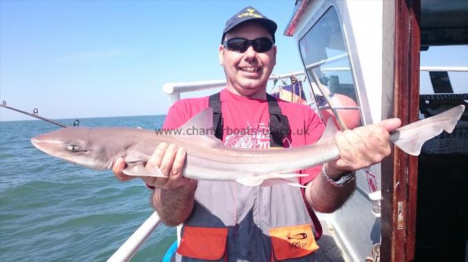 6 lb Starry Smooth-hound by Terry from Kent