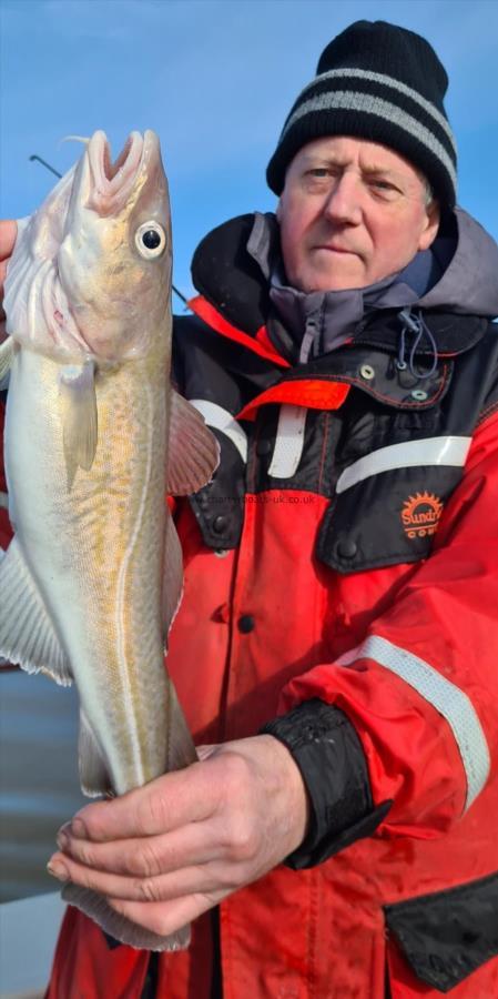 3 lb 8 oz Cod by Unknown