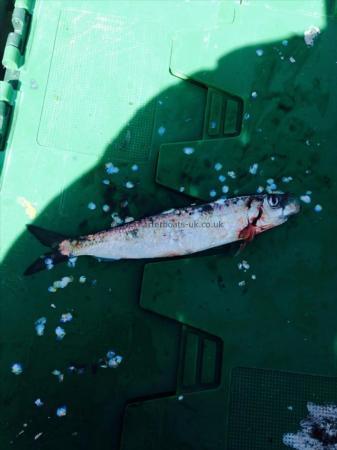 7 oz Herring by A new species for the boat