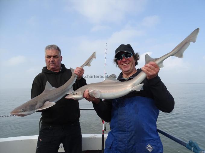 2 oz Smooth-hound by Unknown