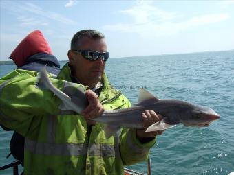 8 lb 6 oz Starry Smooth-hound by Unknown