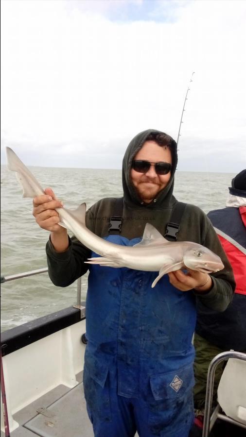 2 oz Smooth-hound by Unknown