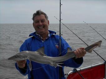 5 lb Starry Smooth-hound by Steve