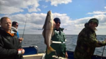 6 lb Pollock by Stephen Wake