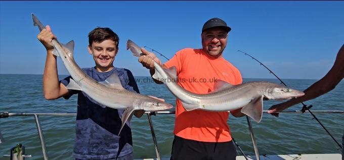 12 lb 2 oz Starry Smooth-hound by Dean