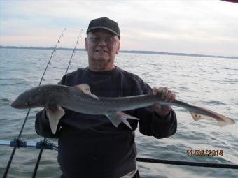4 lb 5 oz Smooth-hound by Chalky