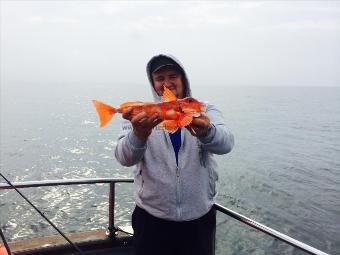 2 lb Red Gurnard by Darius