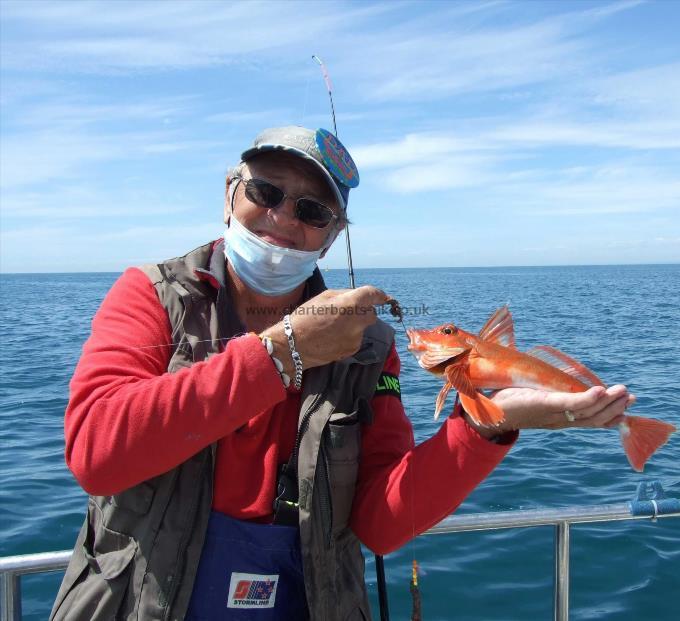 1 lb 8 oz Red Gurnard by Andy Collings