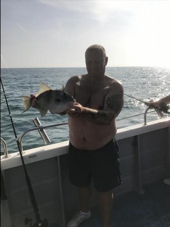 2 lb 4 oz Trigger Fish by Unknown