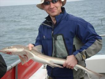 8 lb Smooth-hound (Common) by Dan
