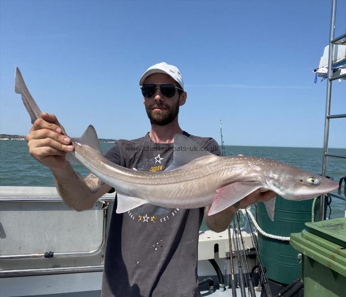 7 lb Smooth-hound by Unknown