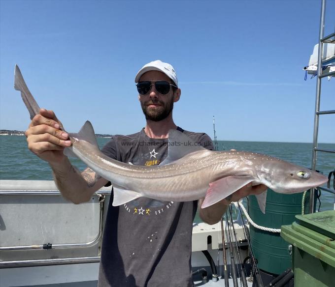 7 lb Smooth-hound (Common) by Unknown