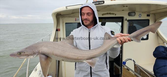 12 lb Starry Smooth-hound by Jamie