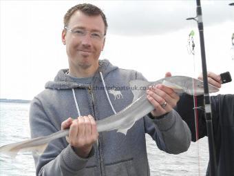 4 lb Smooth-hound (Common) by Ian