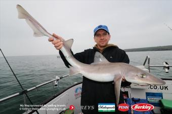 13 lb Starry Smooth-hound by Dave