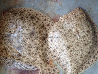 3 lb 8 oz Turbot by Bob K