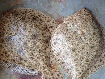 3 lb 8 oz Turbot by Bob K