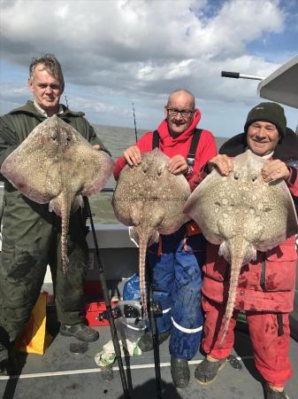 13 lb Thornback Ray by Unknown