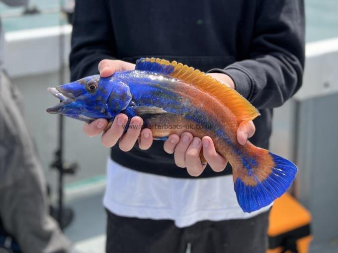 1 lb 9 oz Cuckoo Wrasse by Unknown