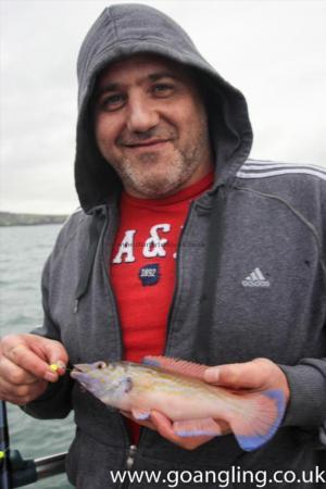 1 lb Cuckoo Wrasse by Marcus
