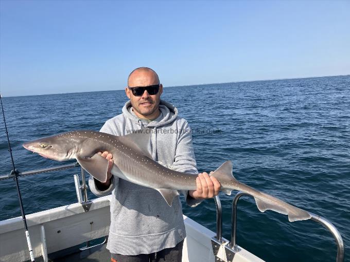 13 lb Starry Smooth-hound by Steve