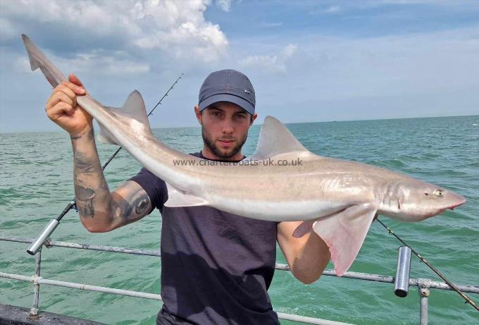 12 lb Smooth-hound by Unknown